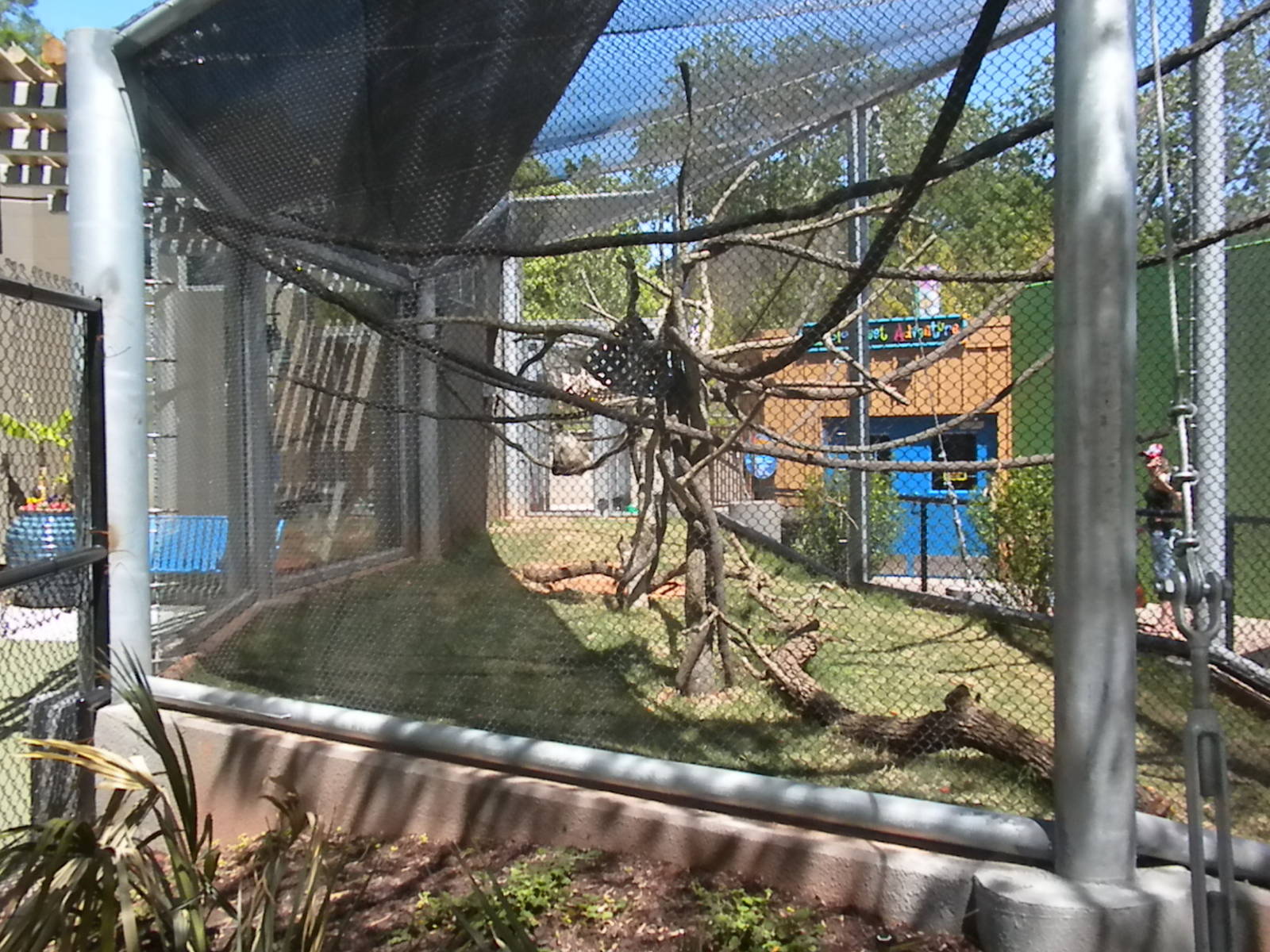 Children's Zoo - Black Handed Spider Monkey