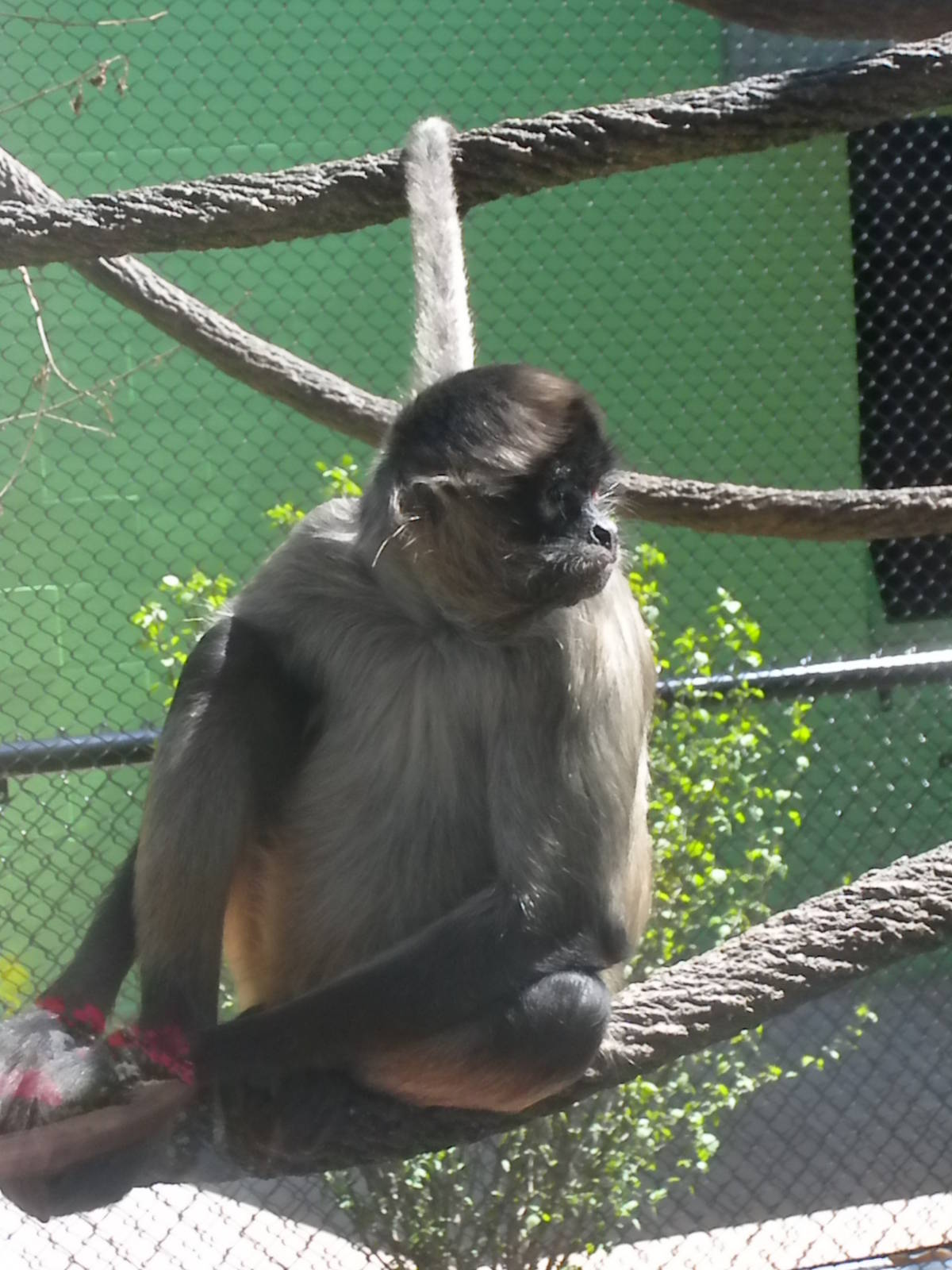 Children's Zoo - Black Handed Spider Monkey