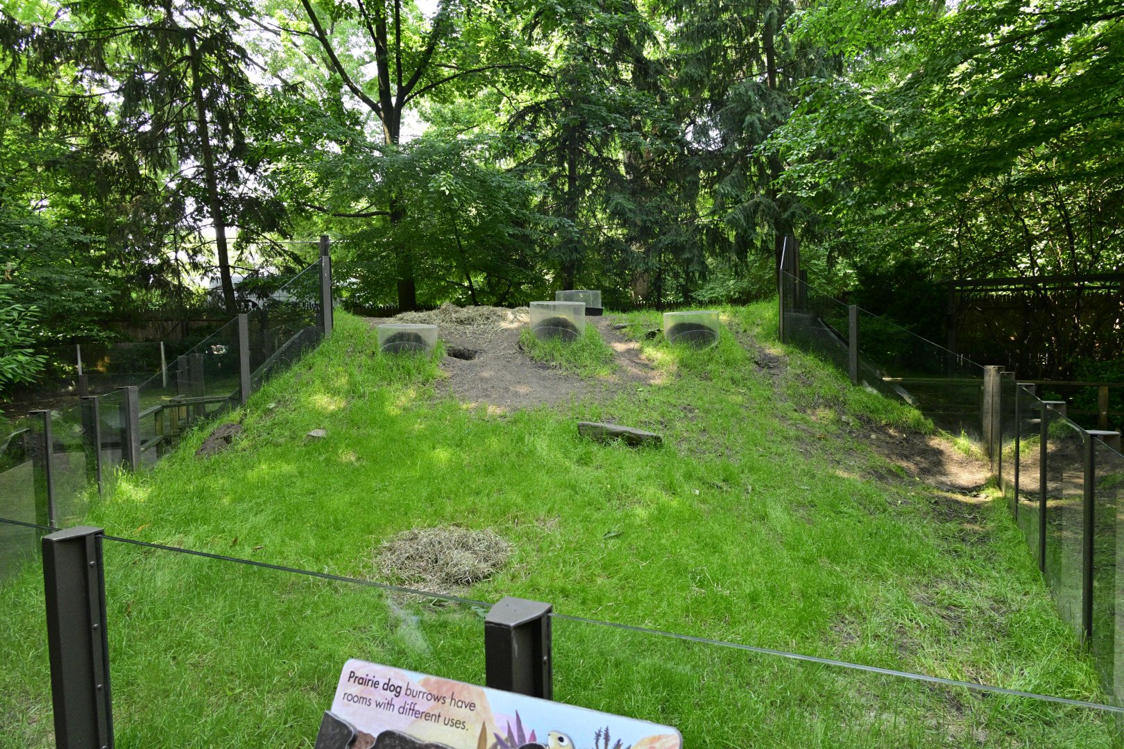 Children's Zoo - Black-tailed Prairie Dog (Cynomys ludovicianus) Exhibit