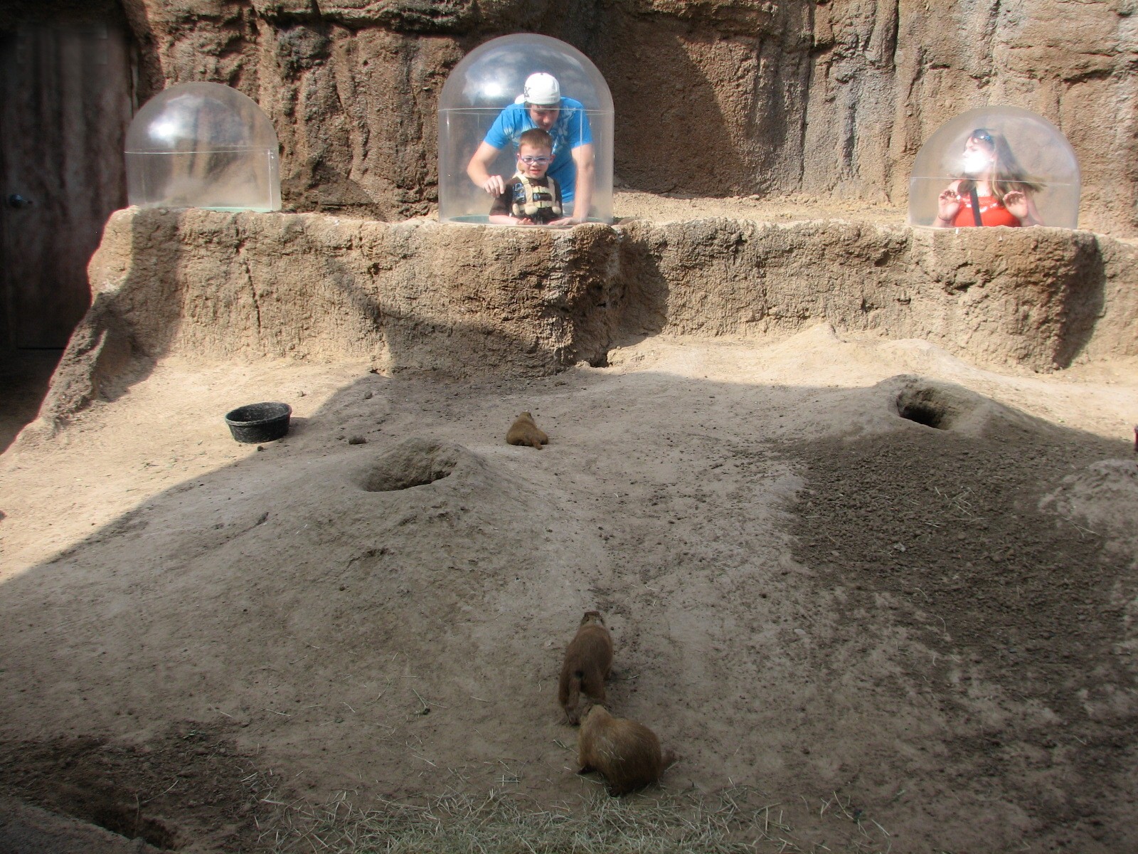 Childrens Zoo - Black-tailed Prairie Dog Exhibit