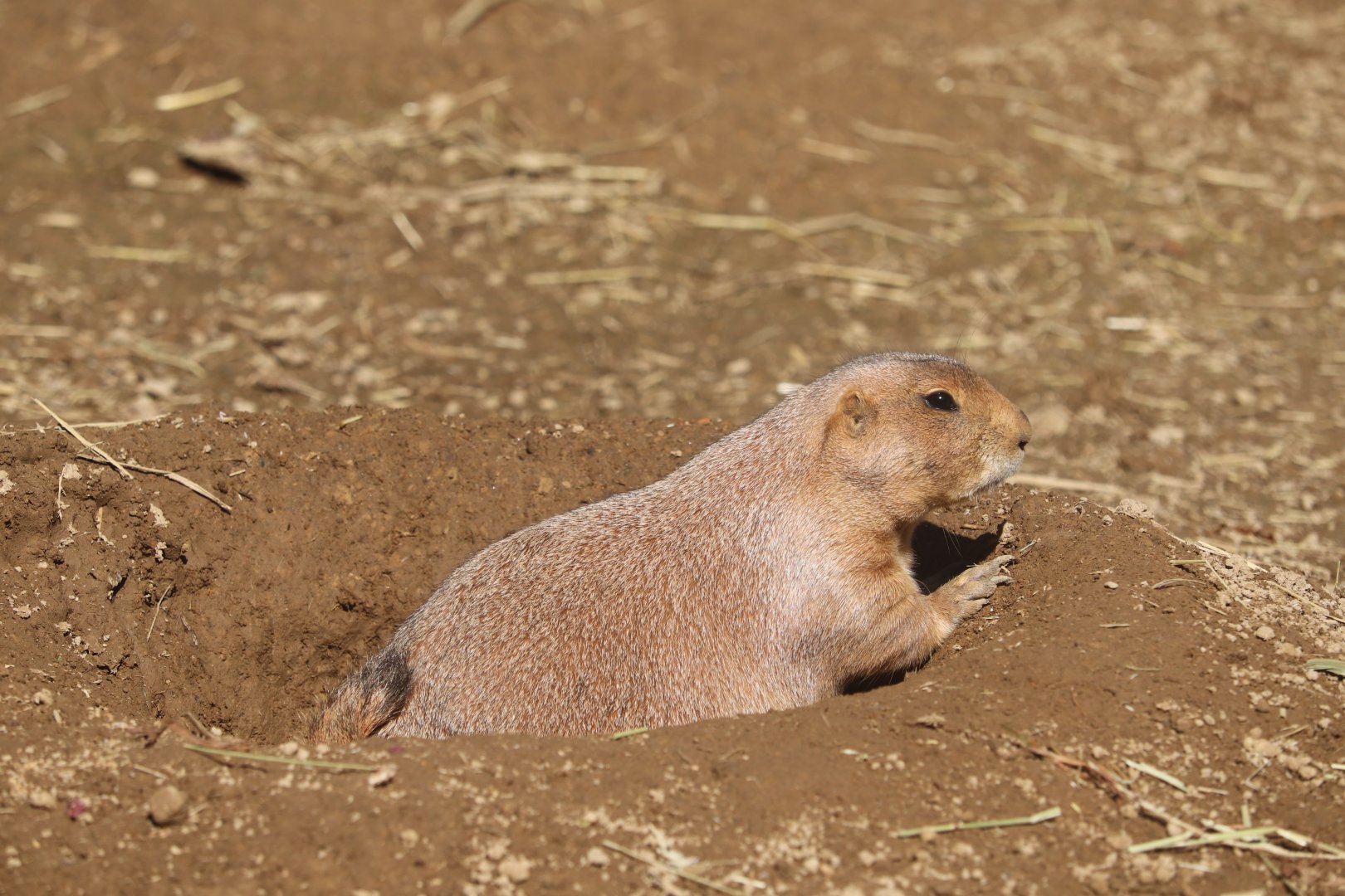 Children's Zoo - Black-Tailed Prairie Dog