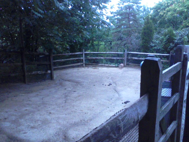 Children's Zoo- Blakely's Barn- Dexter Cattle yard