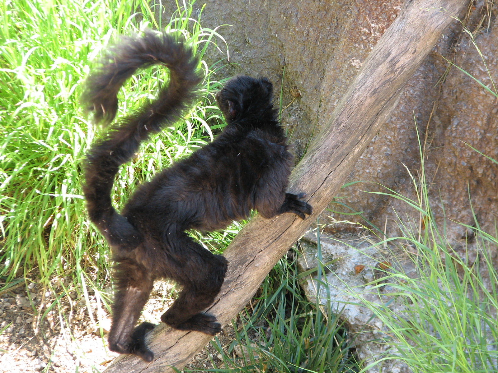 Childrens Zoo - Blue-eyed Black Lemur