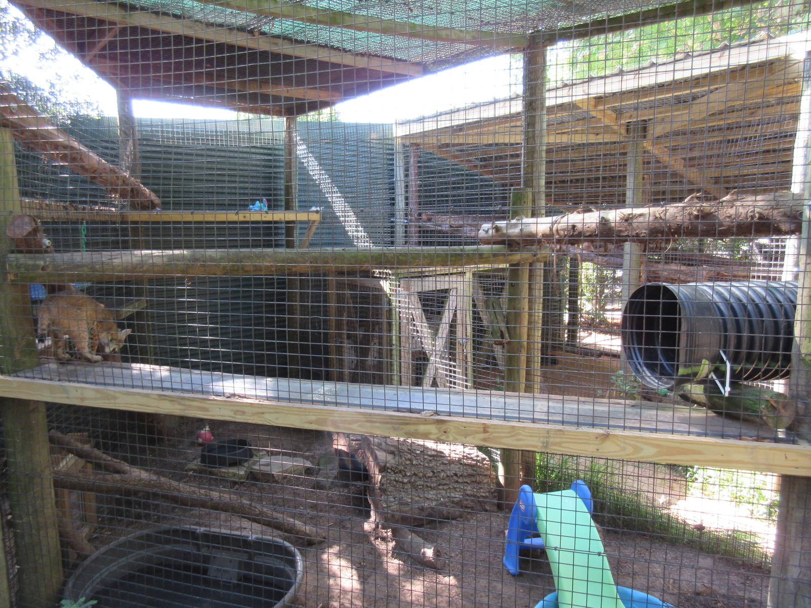 Children's Zoo - Bobcat Exhibit