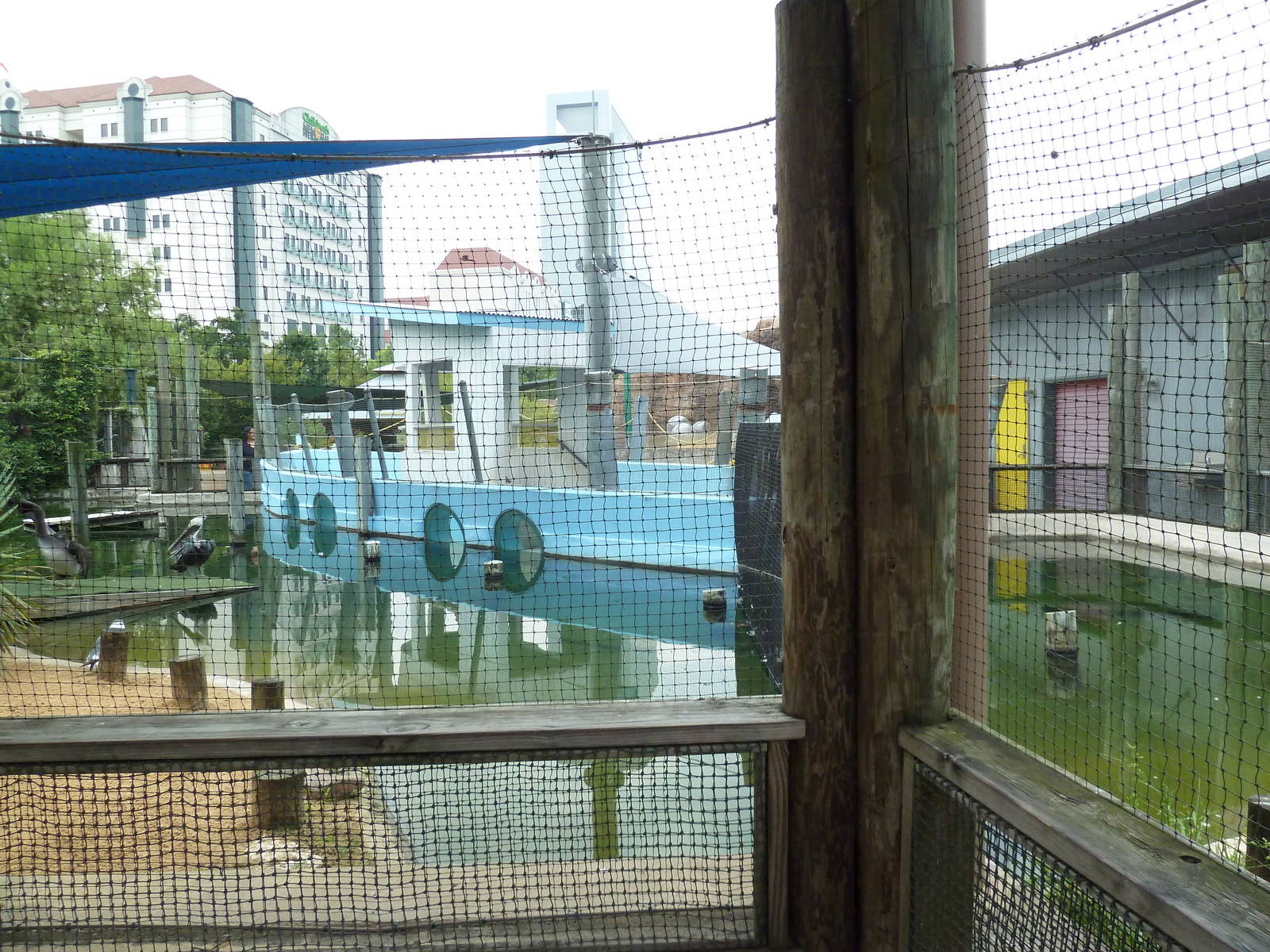 Children's Zoo - Brown Pelican Exhibit