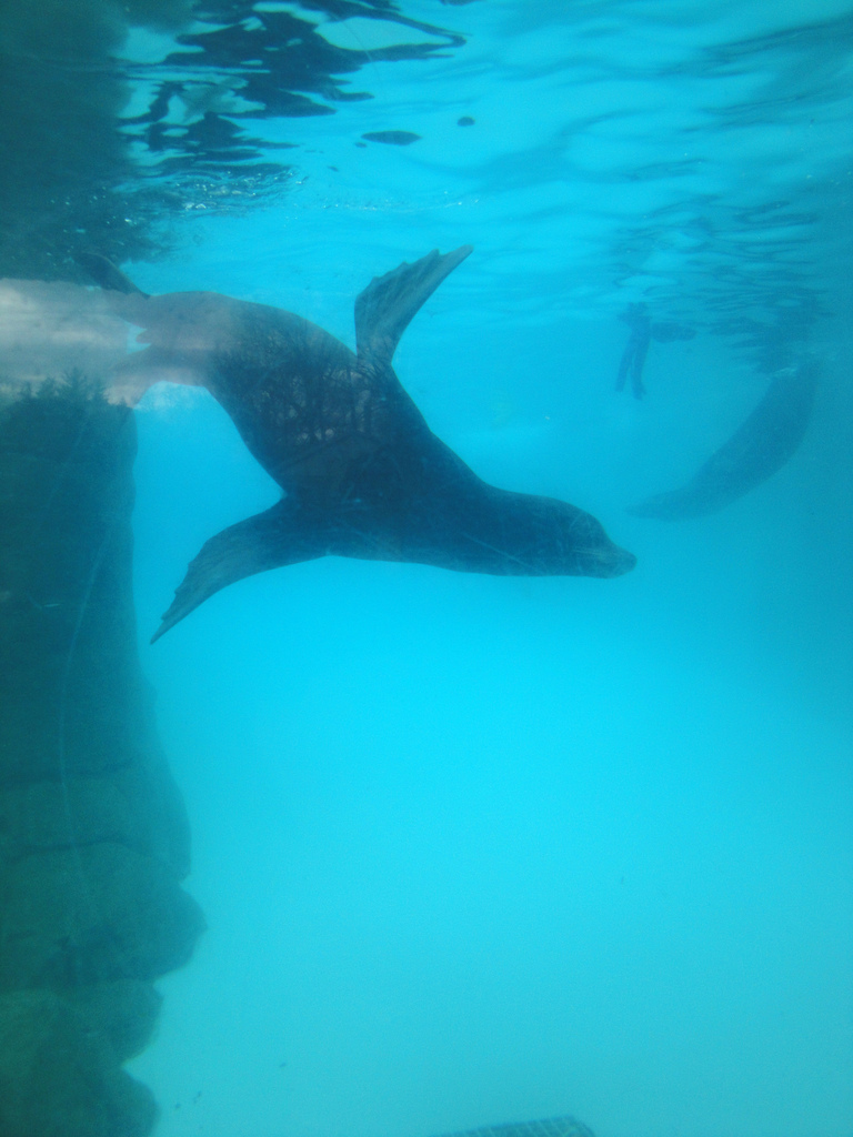 Children's Zoo - California Sea Lion