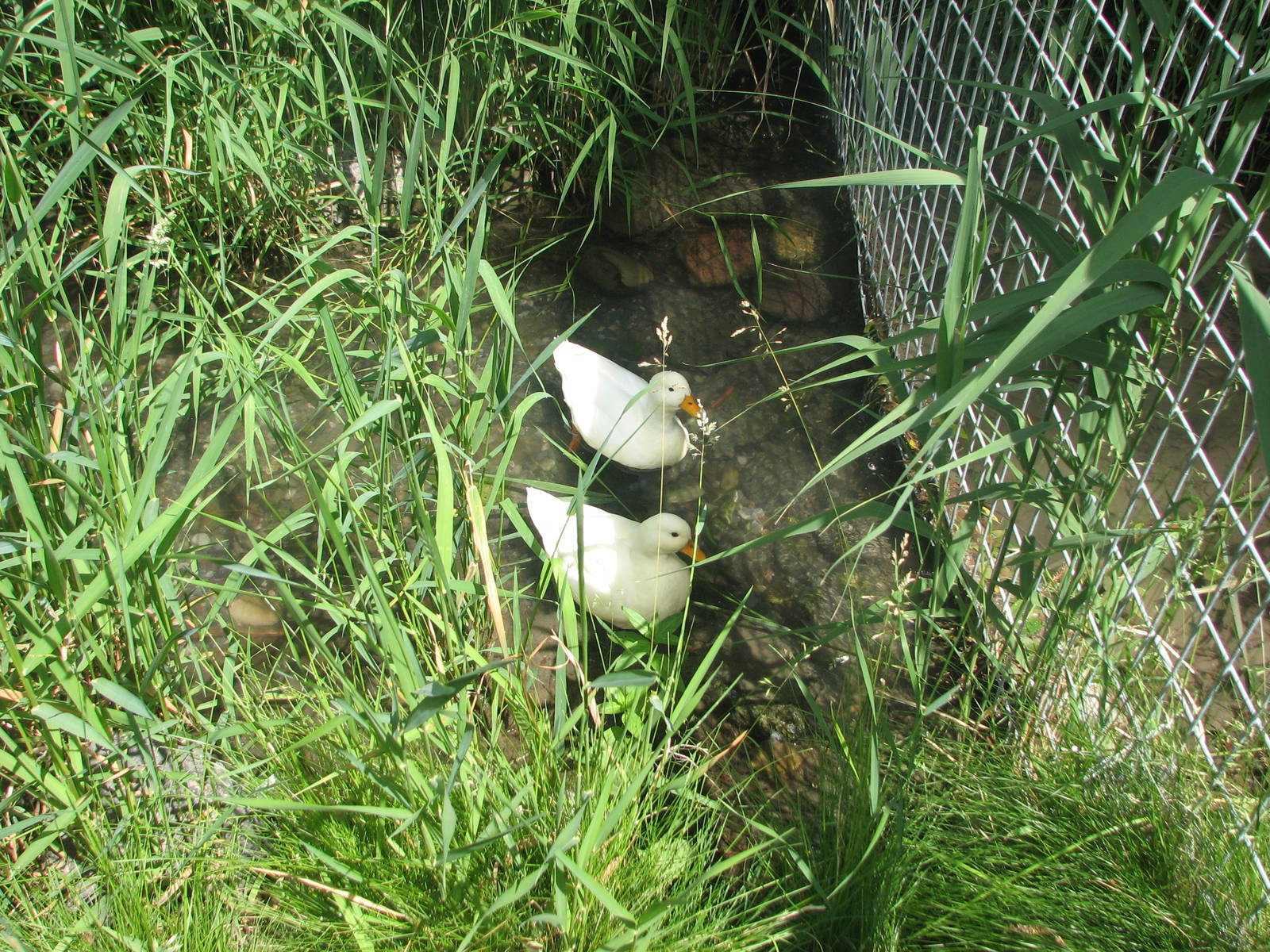 Children's Zoo - Call Ducks