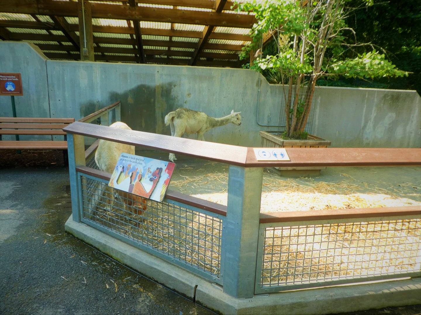 Children's Zoo - Children's Farm - Alpaca Exhibit