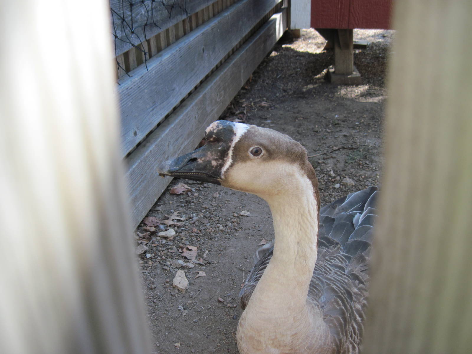 Children's Zoo-Chinese Brown Goose