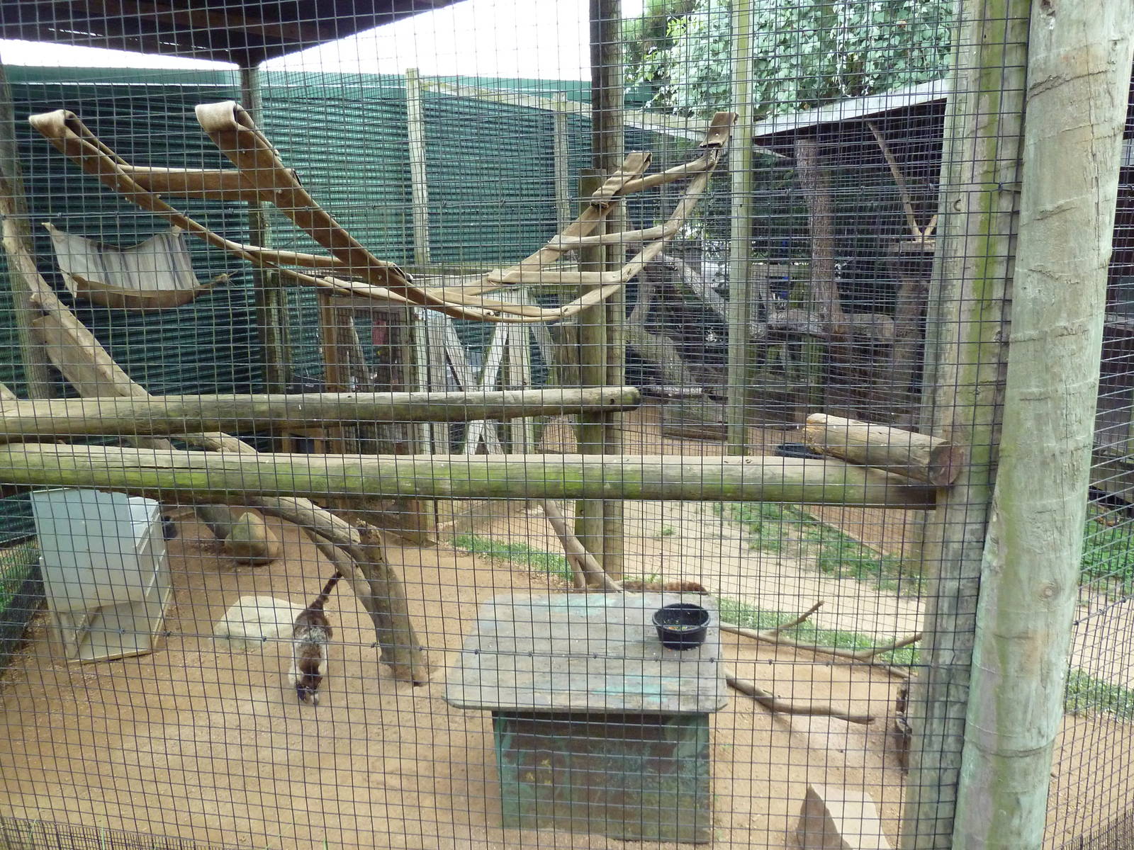 Children's Zoo - Coati Exhibit