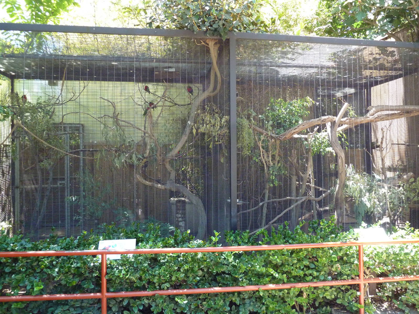 Children's Zoo - Collared Lory + Kea Aviaries