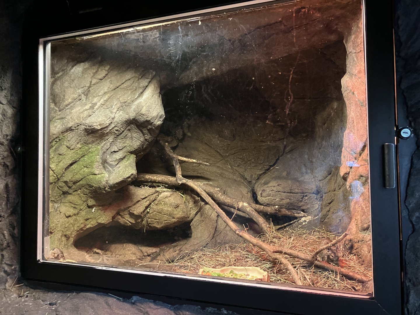 Children’s Zoo - Common Degu Exhibit