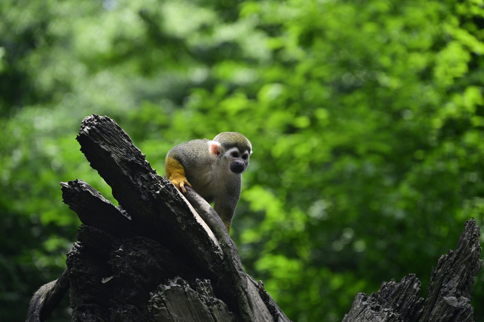 Children's Zoo - Common Squirrel Monkey (Saimiri sciureus)