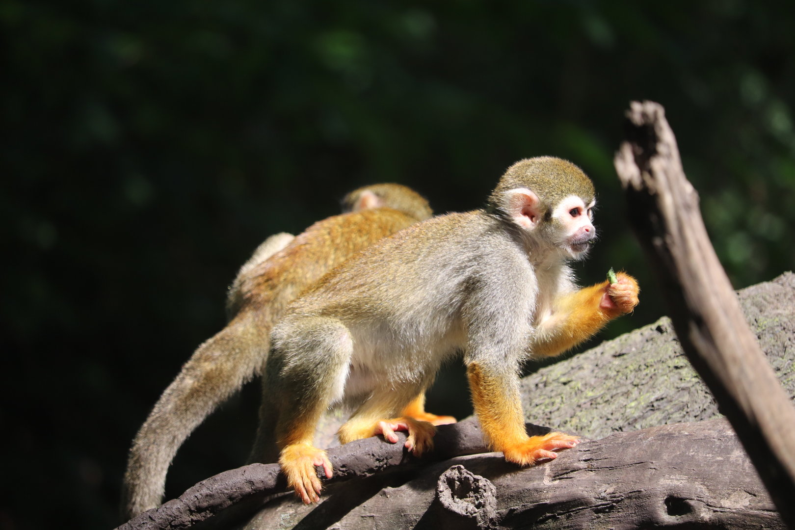 Children's Zoo - Common Squirrel Monkey