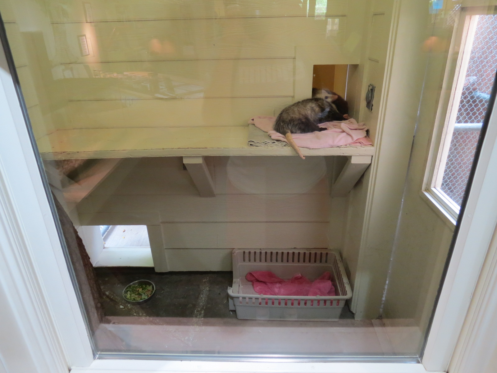 Childrens Zoo - Discovery House Opossum Exhibit