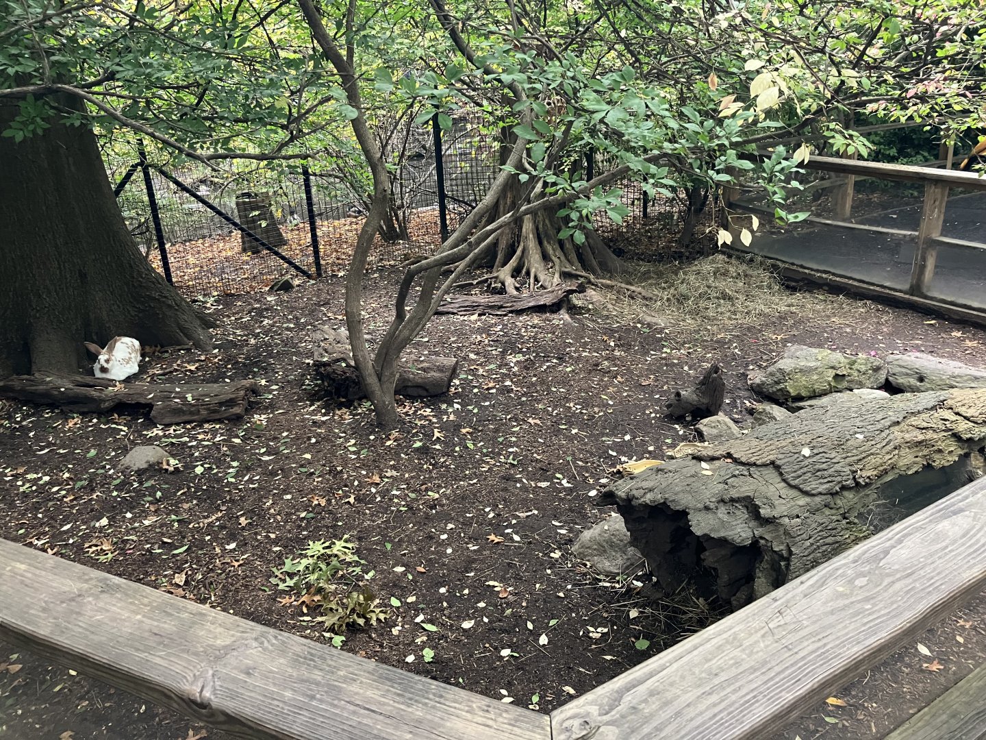 Children’s Zoo - Domestic Rabbit Exhibit