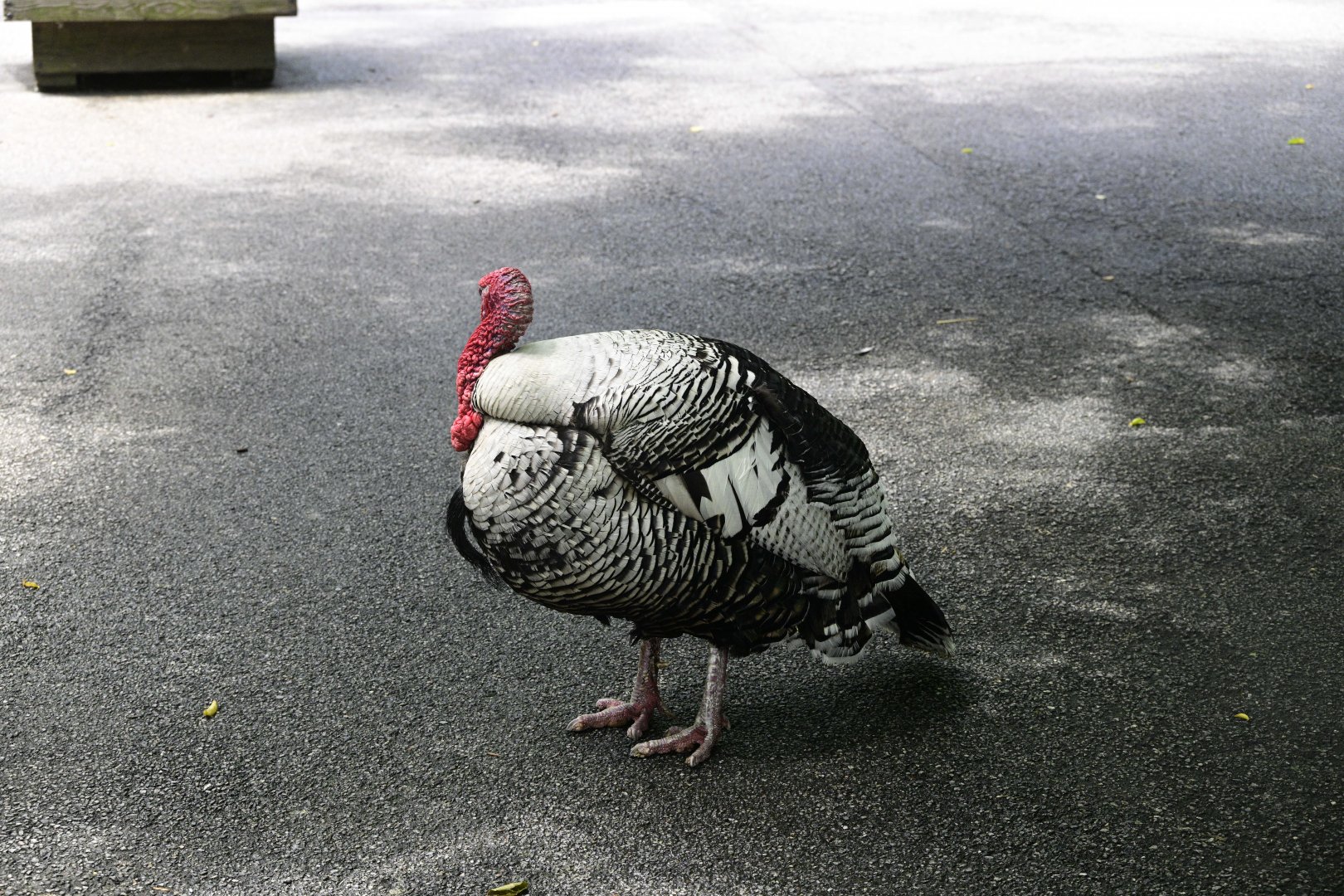 Children's Zoo - Domestic Turkey (Meleagris gallopavo domesticus)
