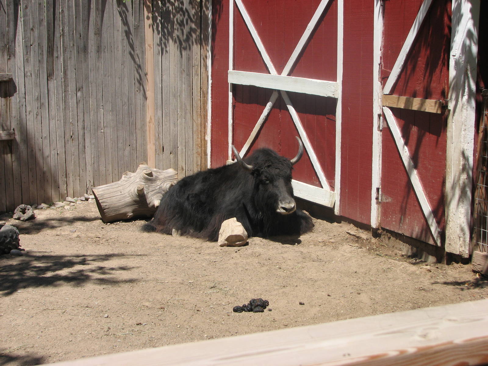 Children's Zoo - Domestic Yak