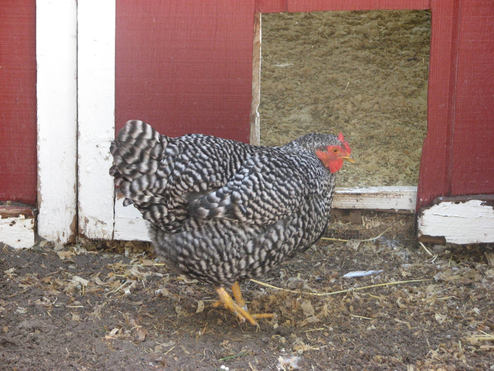 Children's Zoo - Dominique Chicken