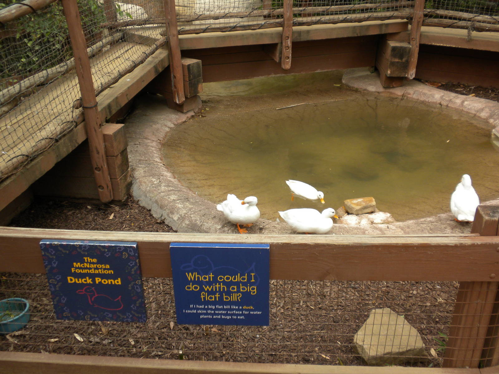 Children's Zoo - Duck Pond