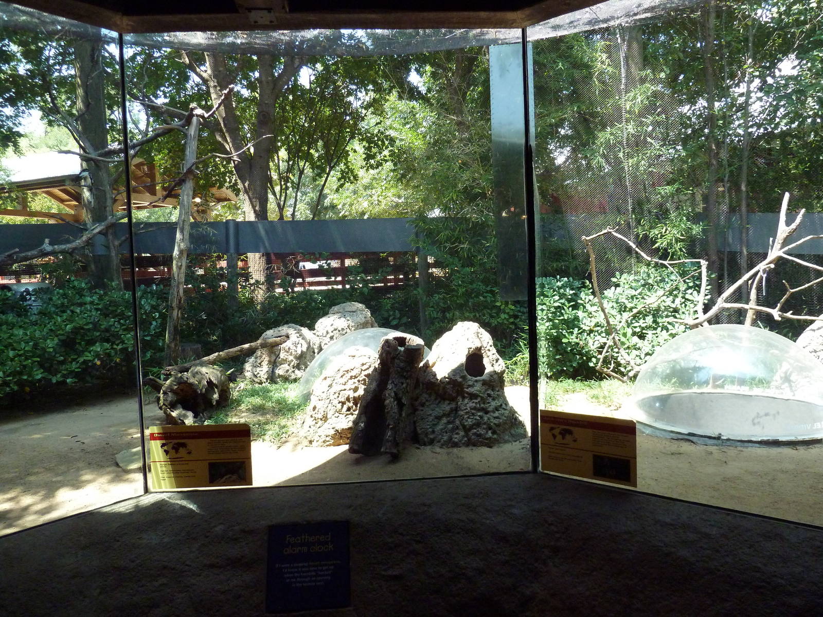 Children's Zoo - Dwarf Mongoose + Jackson's Hornbill Exhibit