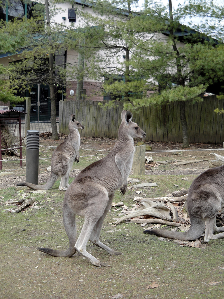 Children's Zoo - Eastern Grey Kangaroo