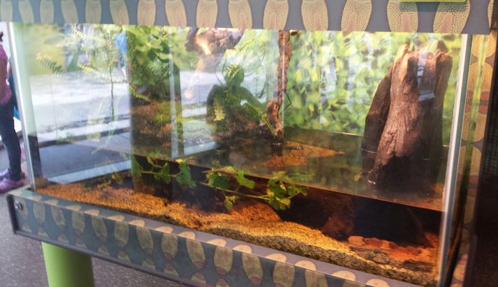 Children's Zoo - Eastern Newt + Green Tree Frog Exhibit
