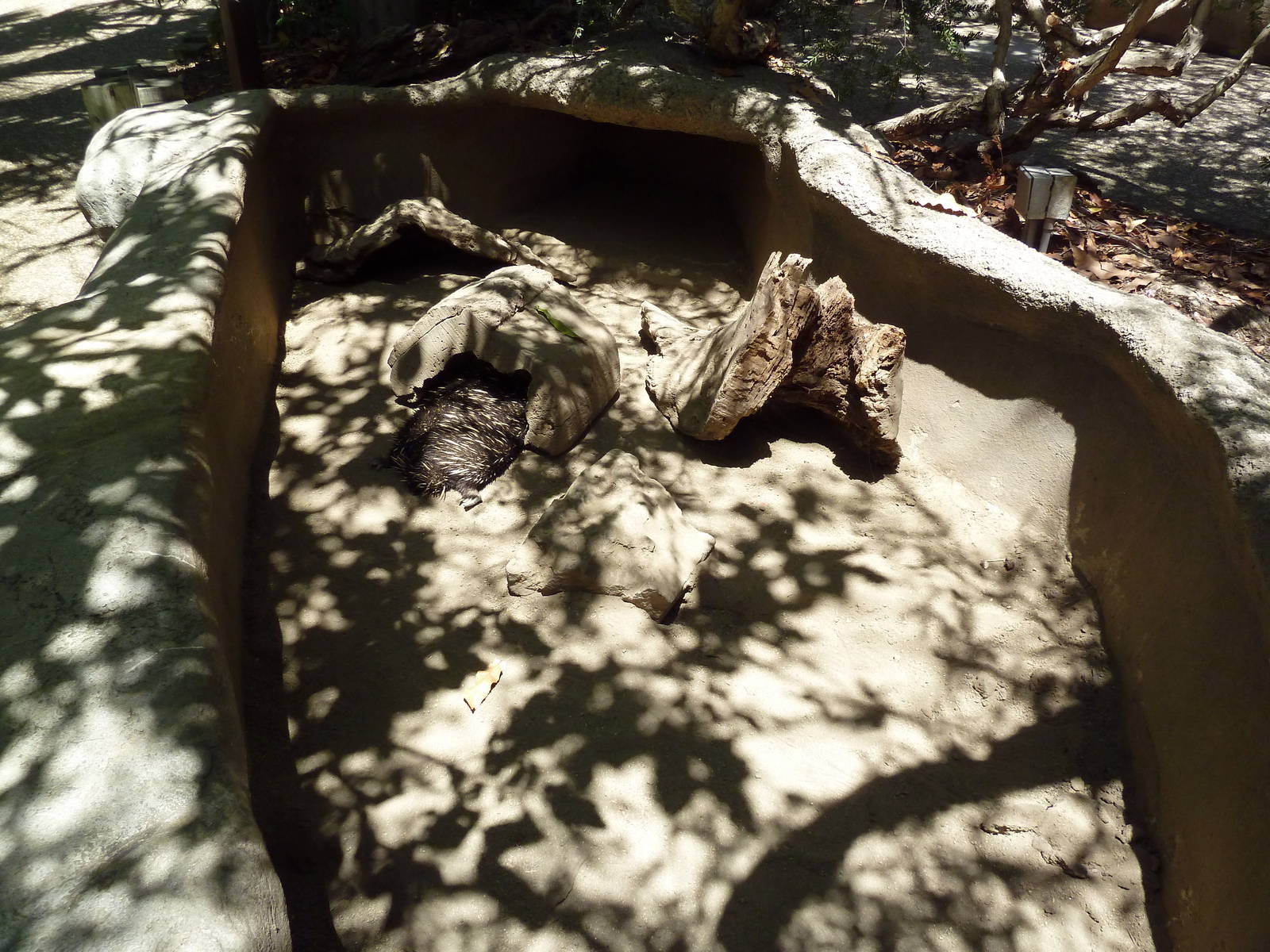 Children's Zoo - Echidna Exhibit