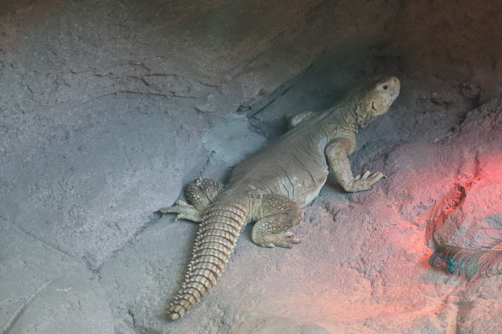 Children's Zoo - Egyptian Mastigure