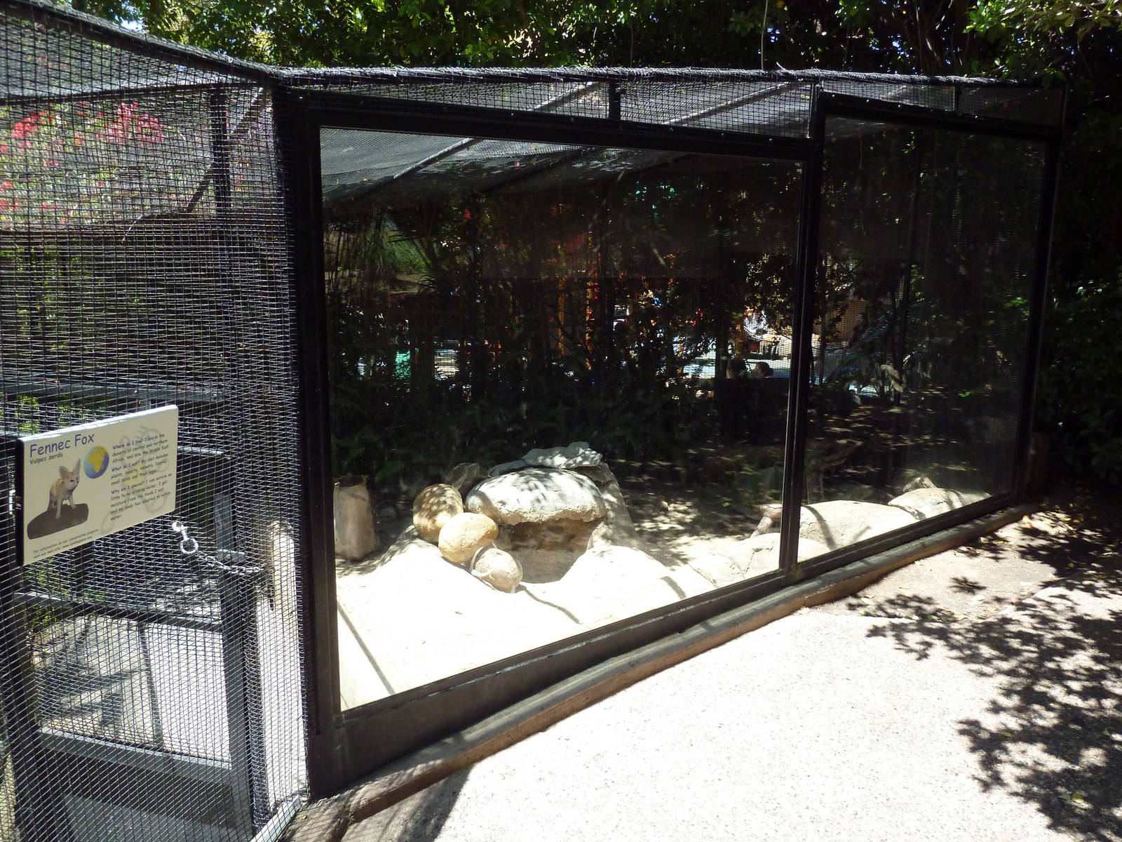 Children's Zoo - Fennec Fox Exhibit