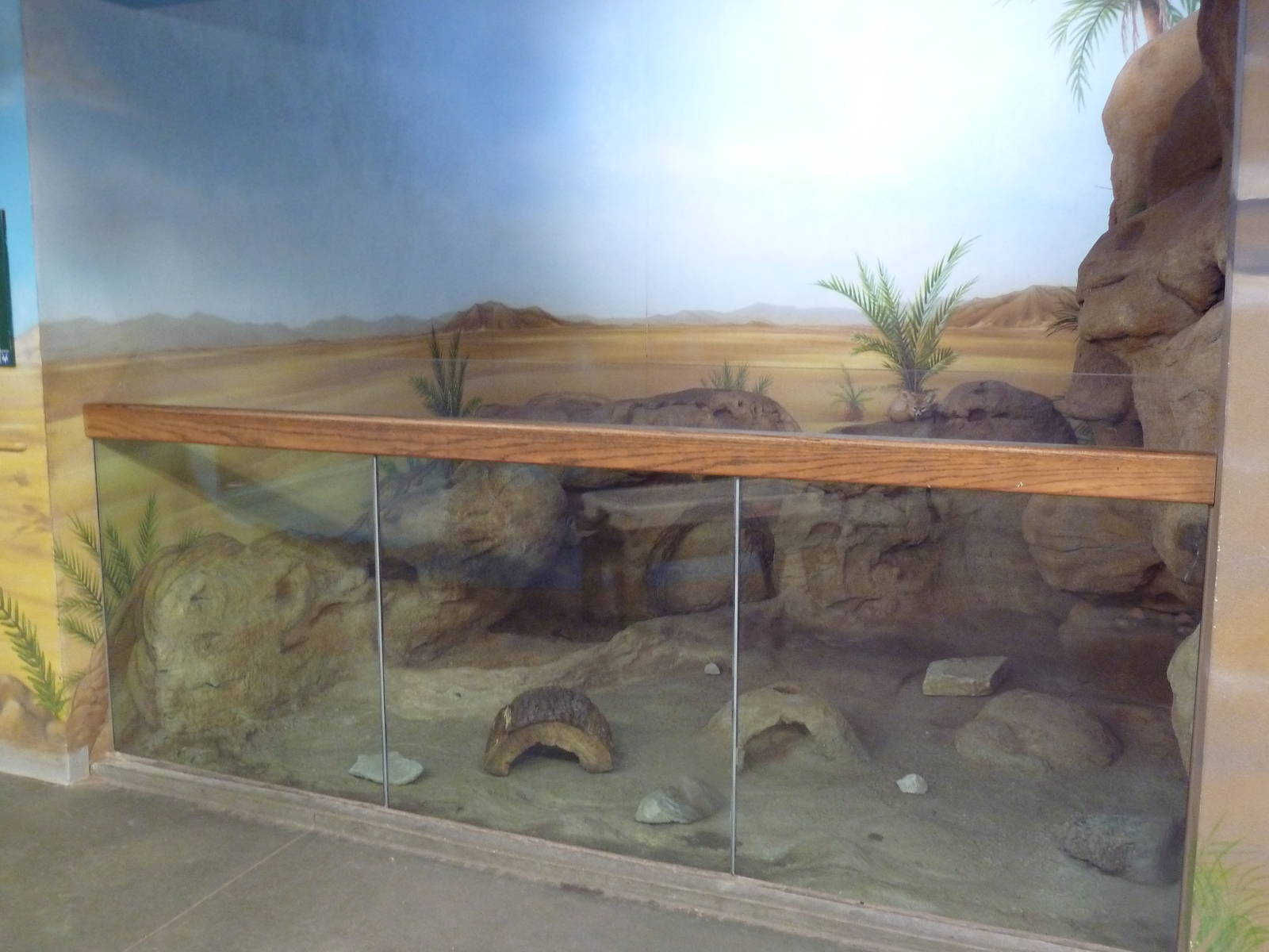 Children's Zoo - Fennec Fox Exhibit