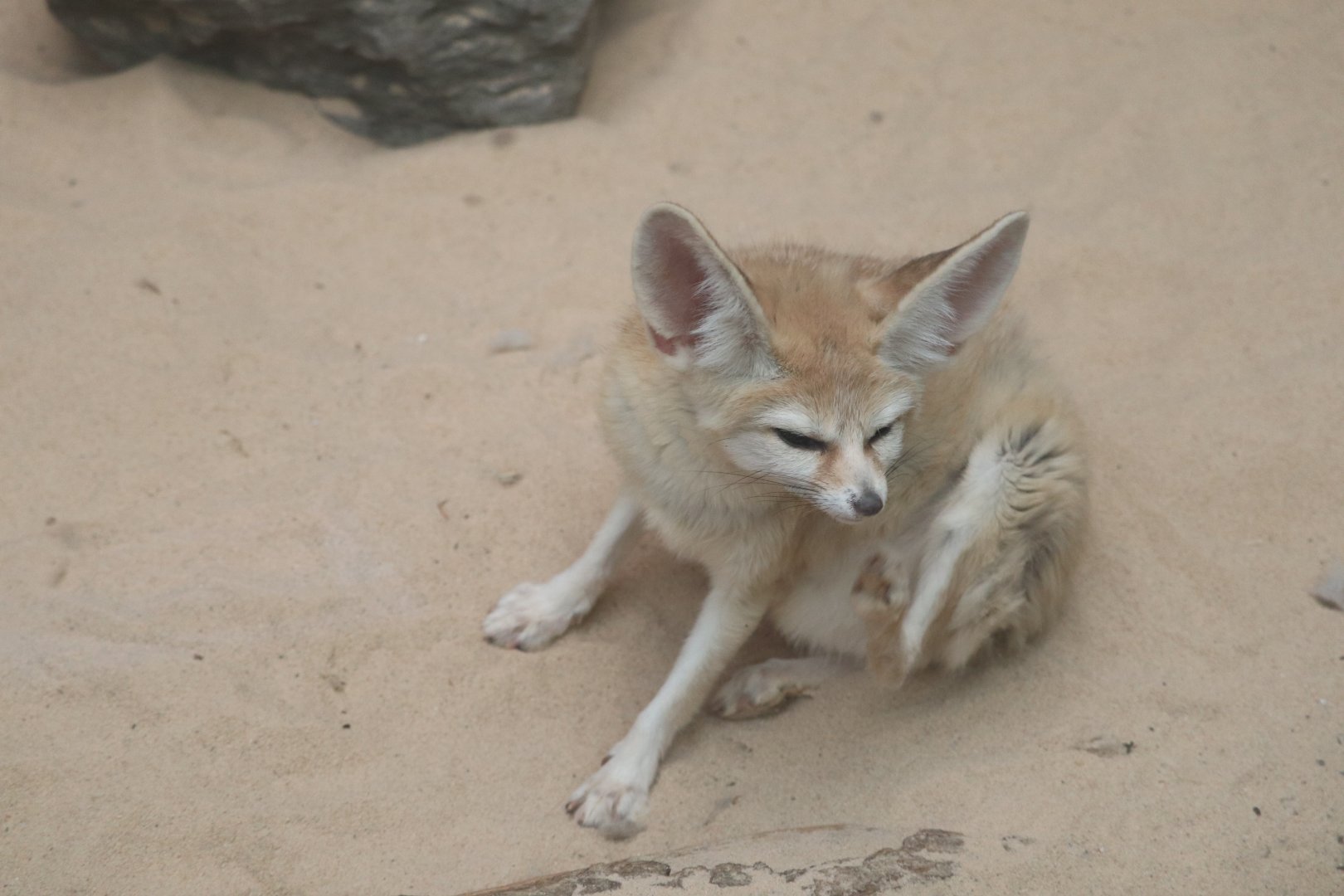 Childrens Zoo - Fennec Fox