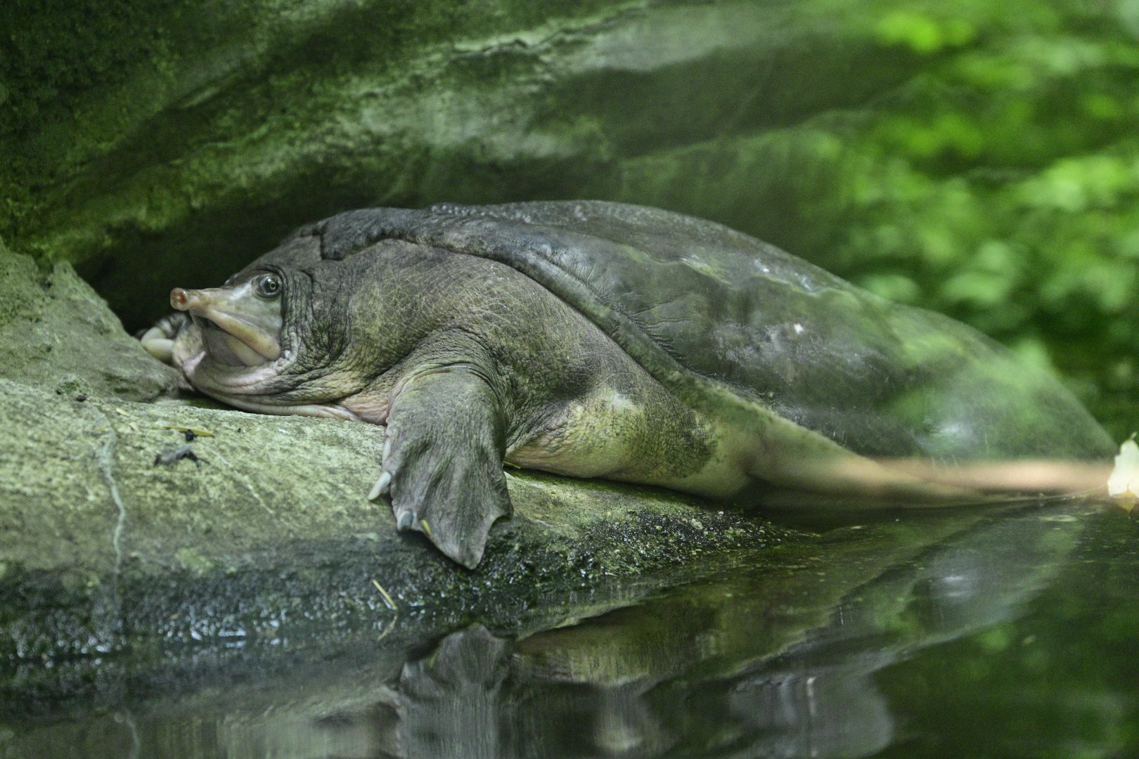 Children's Zoo - Florida Softshell Turtle (Apalone ferox)