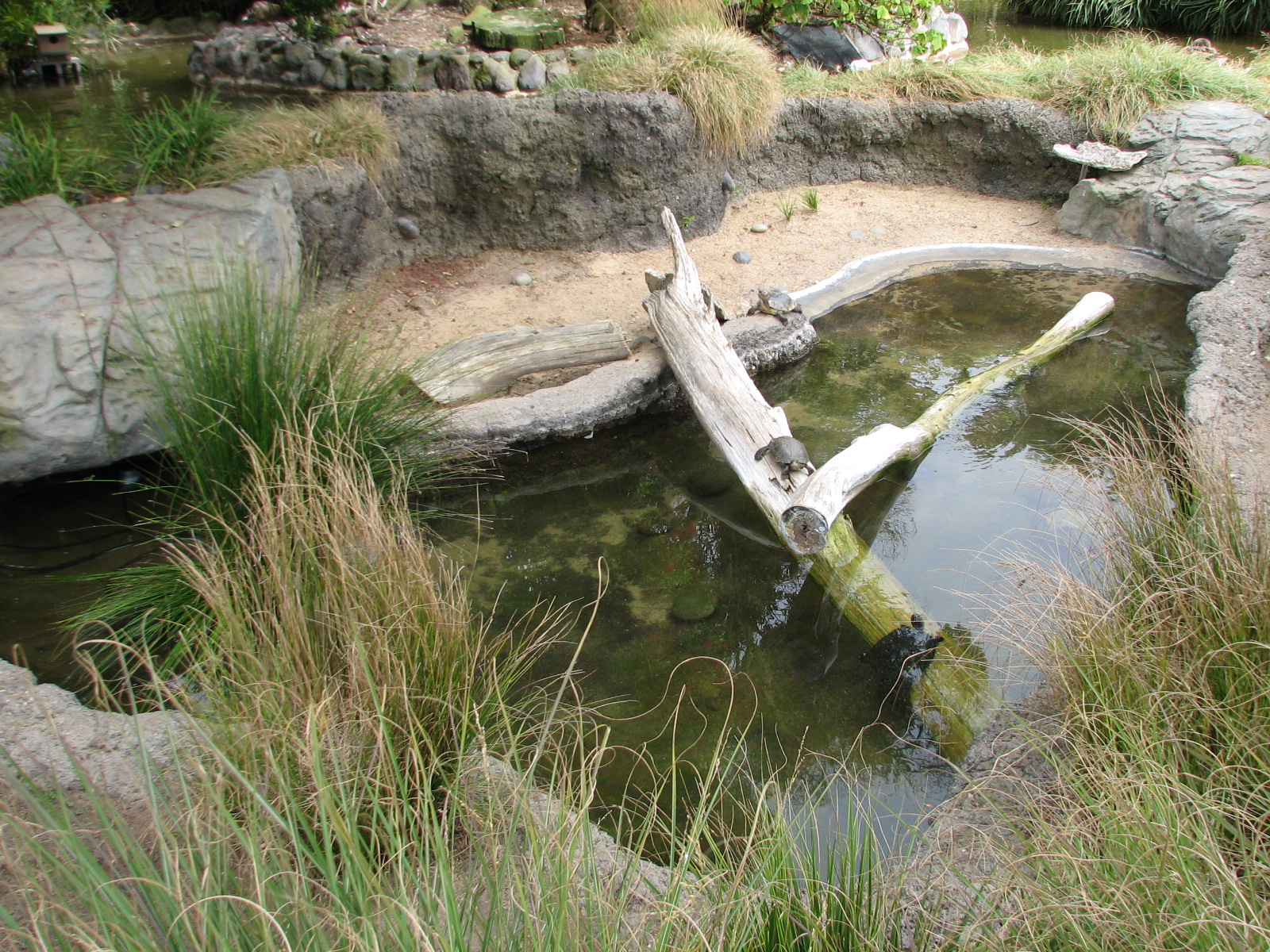 Childrens Zoo - Freshwater Aquatic Turtles Exhibit