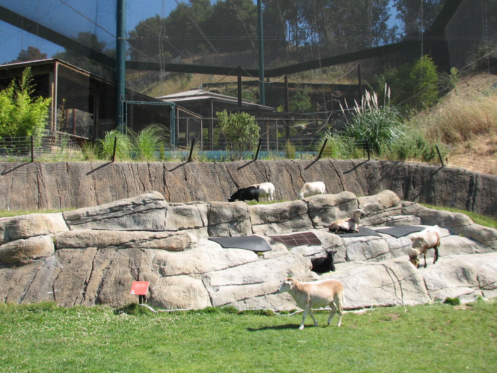 Childrens Zoo - Goat and Sheep Contact Yard