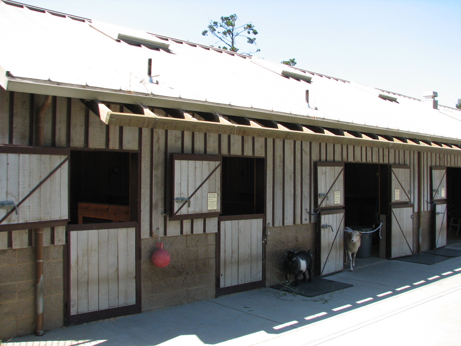 Childrens Zoo - Goat and Sheep Contact Yard