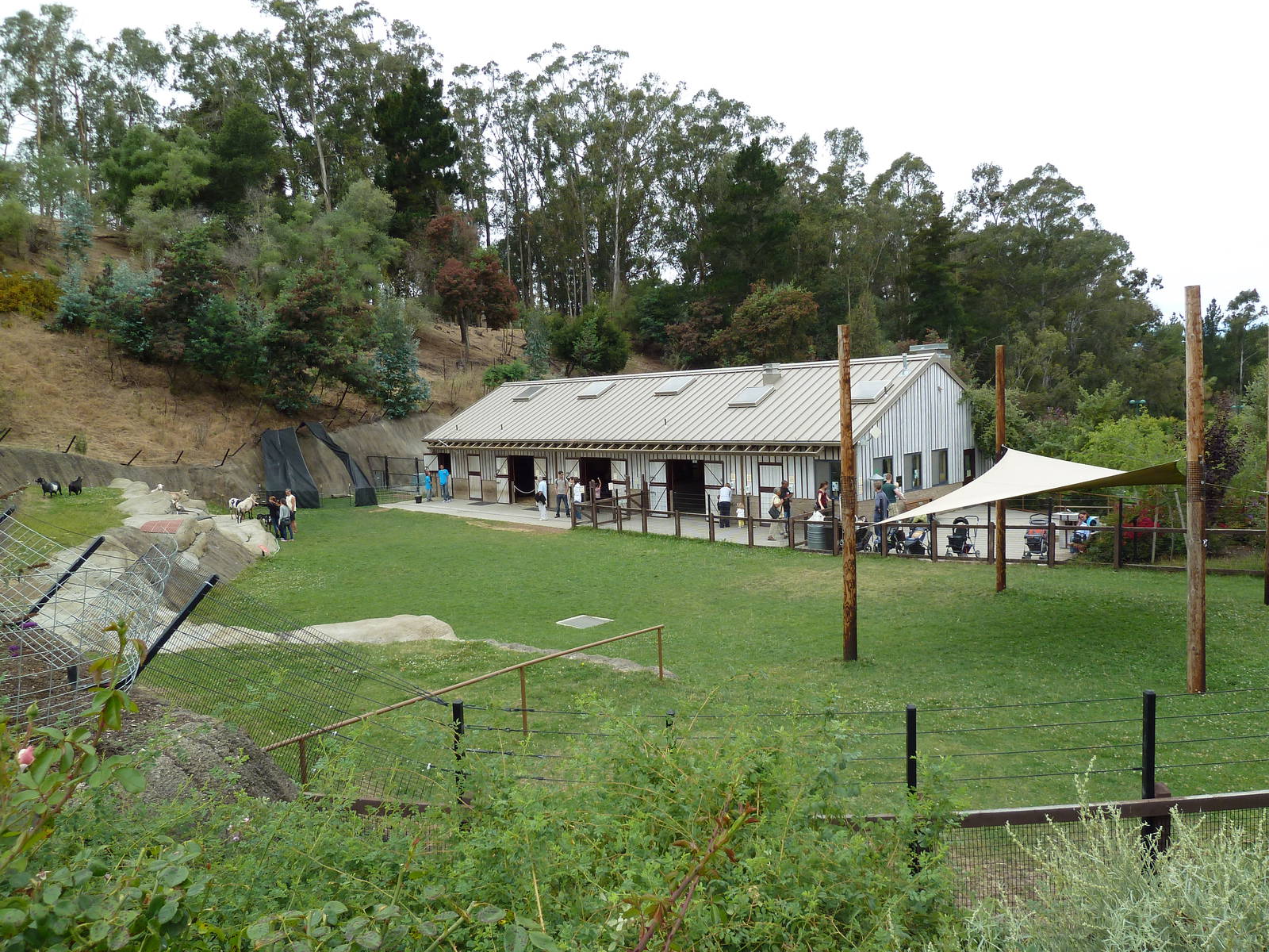 Children's Zoo - Goat Petting Yard