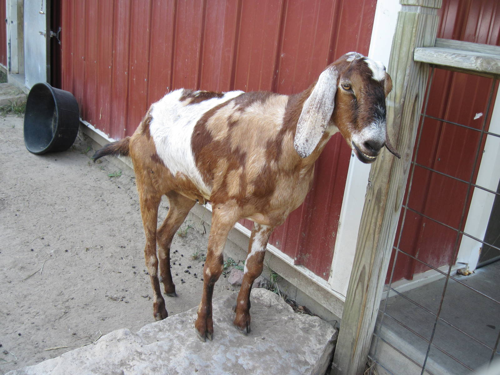 Children's Zoo-Goat