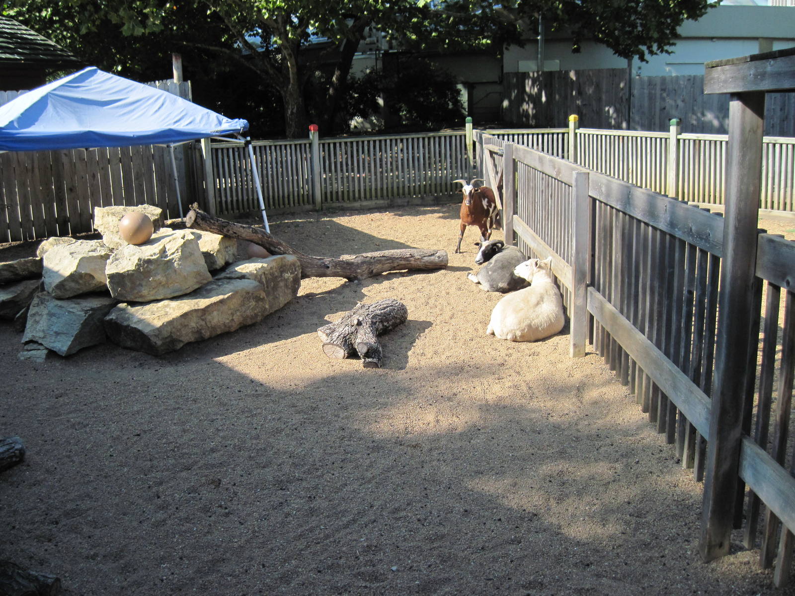 Children's Zoo-Goats