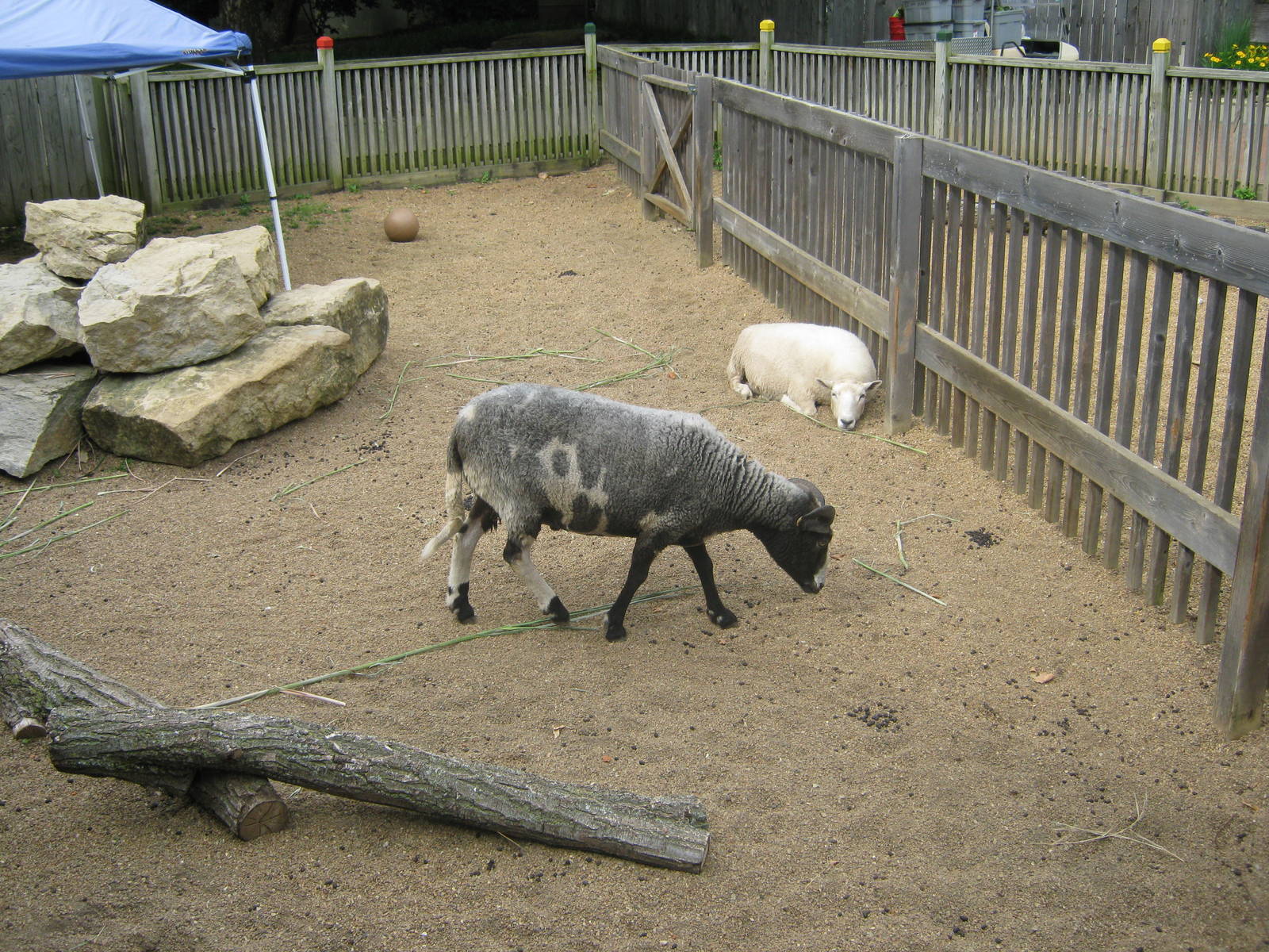 Children's Zoo-Goats