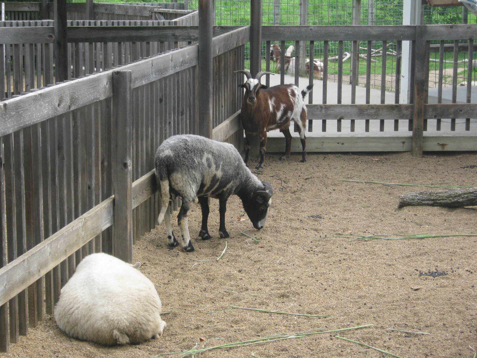Children's Zoo-Goats