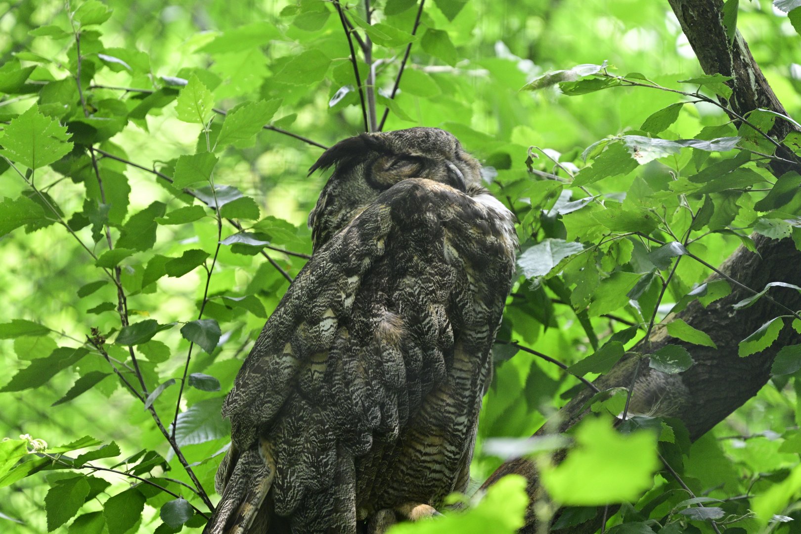 Children's Zoo - Great Horned Owl (Bubo virginianus)