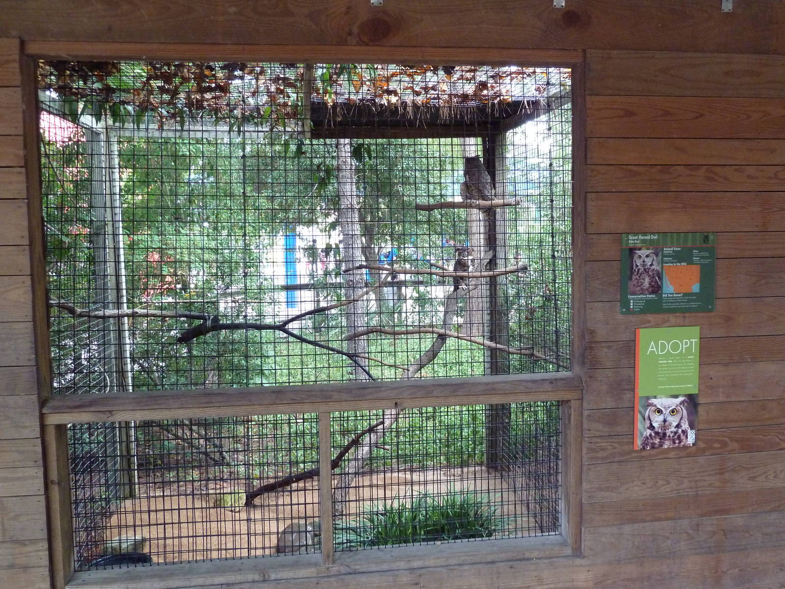 Children's Zoo - Great Horned Owl Exhibit