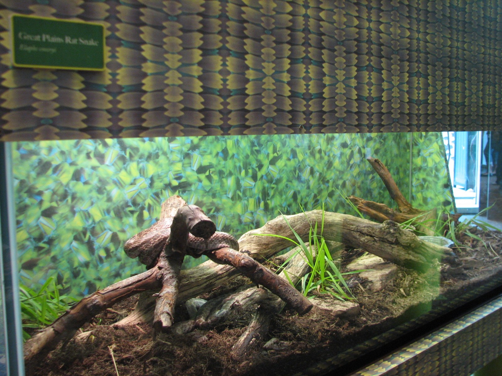 Childrens Zoo - Great Plains Rat Snake Exhibit