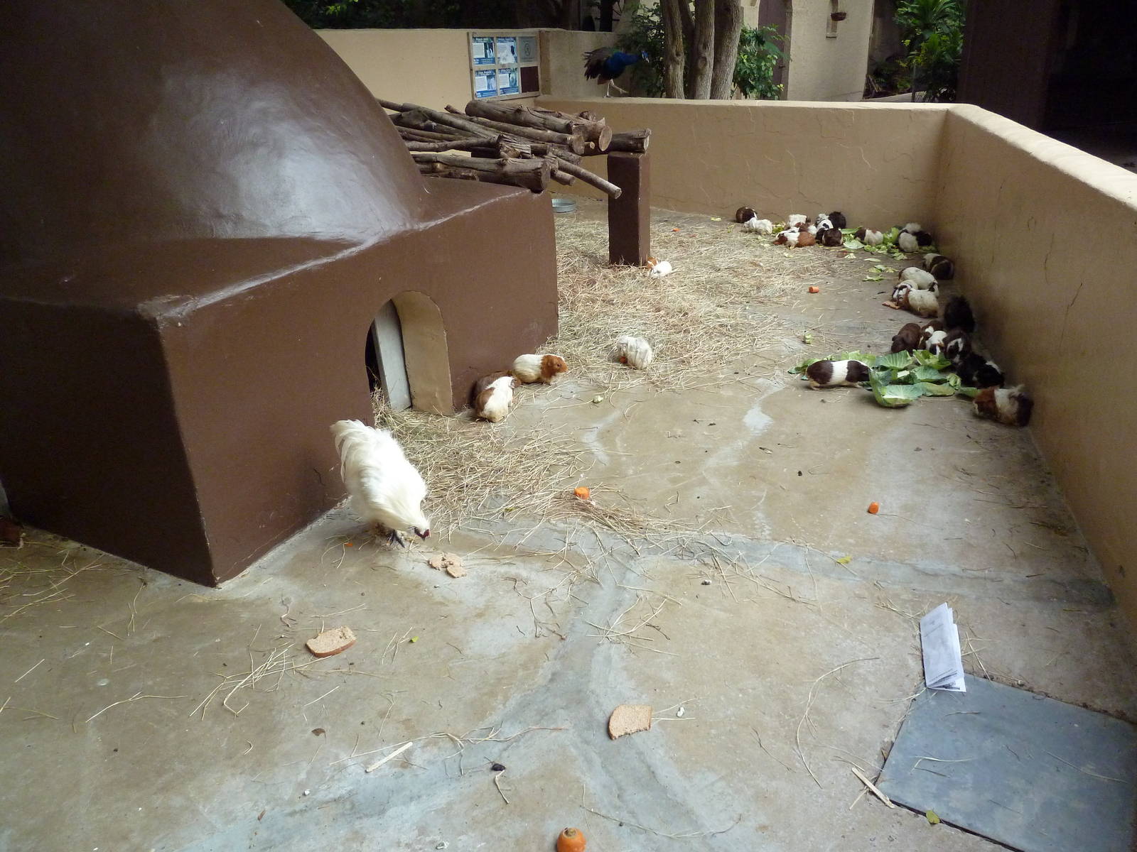 Children's Zoo - Guinea Pig/Chicken Pen