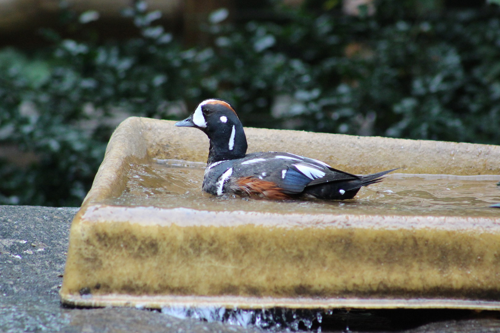Children’s Zoo - Harlequin Duck