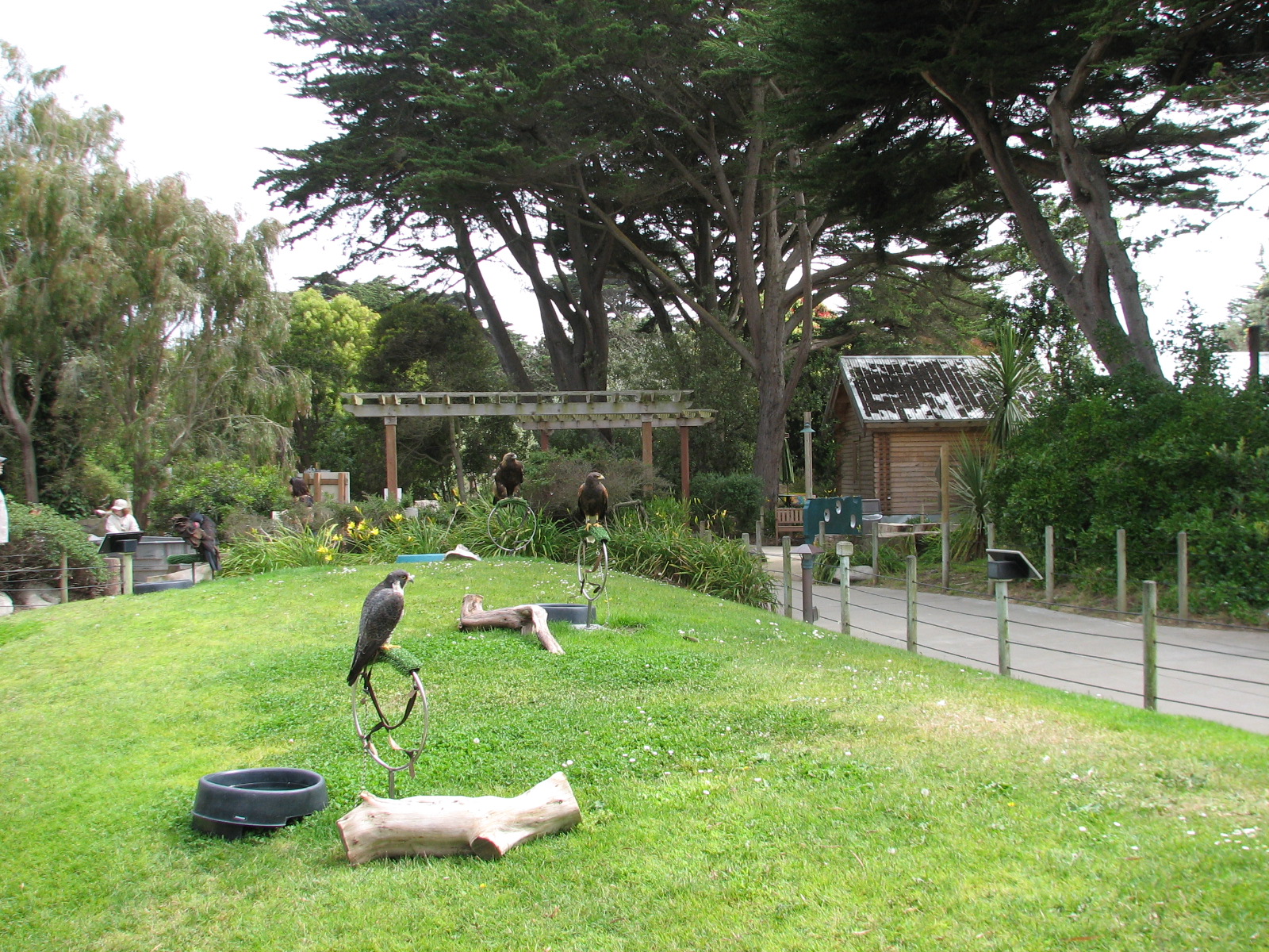 Childrens Zoo - Hawk Hill