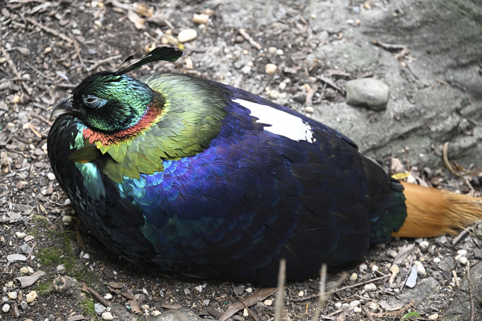 Childrens Zoo - Himalayan Monal (Lophophorus impejanus)