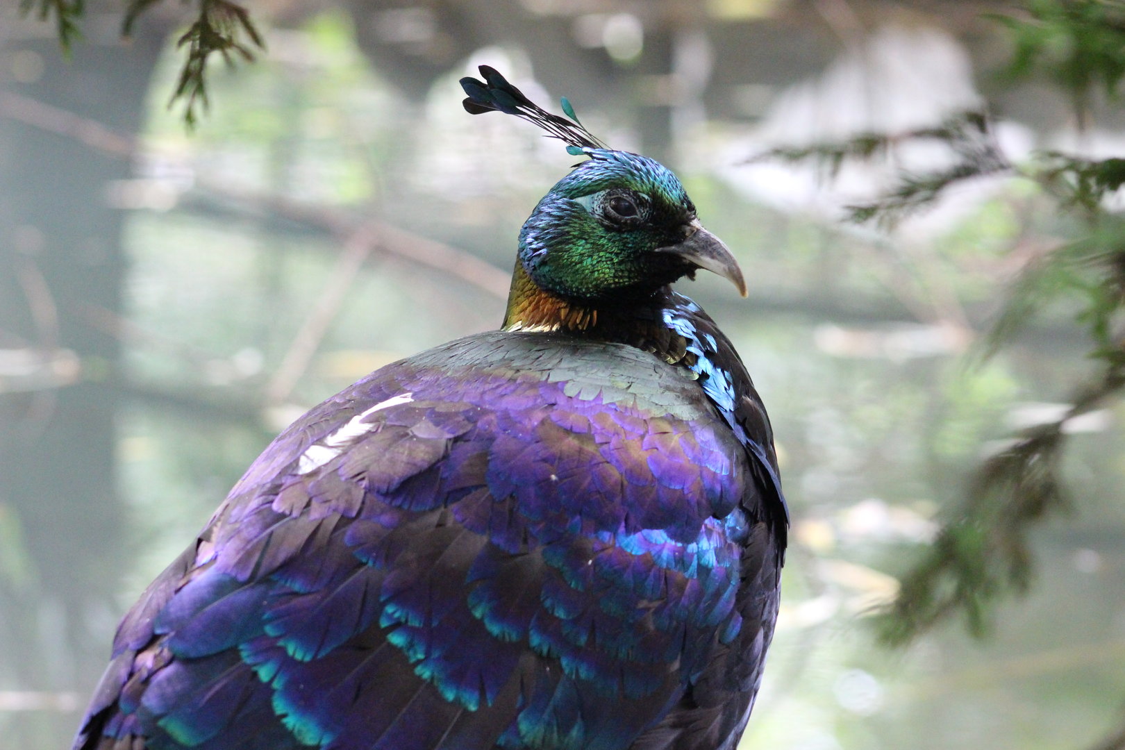 Children’s Zoo - Himalayan Monal