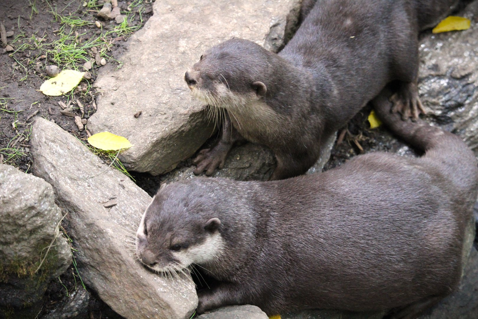 Children's Zoo - Homes - Asian Small-clawed Otters